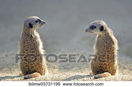 Stock Photo - "Meerkat (Suricata suricatta) pups, native to Africa, captive, Baden-Wurttemberg, Germany, Europe". Fotosearch