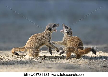 Stock Photography - "Meerkat (Suricata suricatta) pups playing, tussling, native to Africa, captive, Baden-Wurttemberg, Germany, Europe". Fotosearch