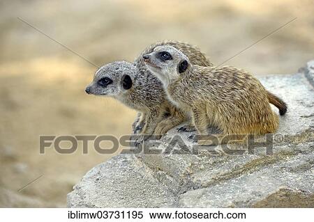 Stock Photography - "Meerkat (Suricata suricatta) pups, native to Africa, captive, Baden-Wurttemberg, Germany, Europe". Fotosearch