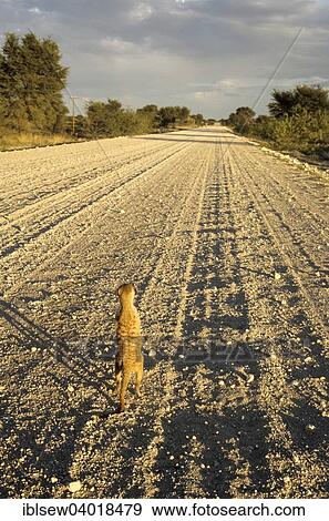 "Meerkat (Suricata suricatta) standing on road R31 looking into distance, Kalahari Desert South Africa" View Large Photo Image Stock Photo - "Meerkat (Suricata suricatta) standing on road R31 looking into distance, Kalahari Desert South Africa". Fotosearch
