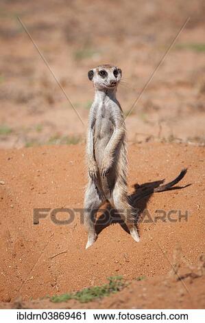 Stock Image - "Meerkat (Suricata suricatta), Kgalagadi Transfrontier Park, Northern Cape, South Africa, Africa". Fotosearch