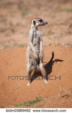 "Meerkat (Suricata suricatta), Kgalagadi Transfrontier Park, Northern Cape, South Africa, Africa" View Large Photo Image Stock Image - "Meerkat (Suricata suricatta), Kgalagadi Transfrontier Park, Northern Cape, South Africa, Africa". Fotosearch