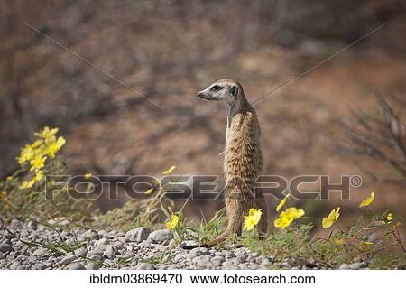"Meerkat (Suricata suricatta), Kgalagadi Transfrontier Park, Northern Cape, South Africa, Africa" View Large Photo Image Stock Image - "Meerkat (Suricata suricatta), Kgalagadi Transfrontier Park, Northern Cape, South Africa, Africa". Fotosearch