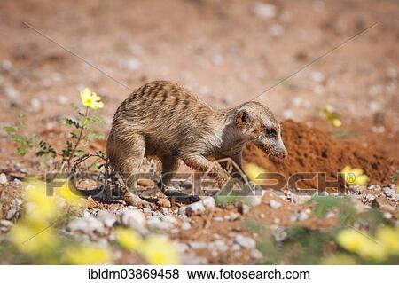 "Meerkat (Suricata suricatta), Kgalagadi Transfrontier Park, Northern Cape, South Africa, Africa" View Large Photo Image Stock Photo - "Meerkat (Suricata suricatta), Kgalagadi Transfrontier Park, Northern Cape, South Africa, Africa". Fotosearch