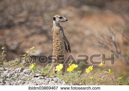 "Meerkat (Suricata suricatta), Kgalagadi Transfrontier Park, Northern Cape, South Africa, Africa" View Large Photo Image Stock Photo - "Meerkat (Suricata suricatta), Kgalagadi Transfrontier Park, Northern Cape, South Africa, Africa". Fotosearch