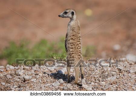 "Meerkat (Suricata suricatta), Kgalagadi Transfrontier Park, Northern Cape, South Africa, Africa" View Large Photo Image Stock Photograph - "Meerkat (Suricata suricatta), Kgalagadi Transfrontier Park, Northern Cape, South Africa, Africa". Fotosearch