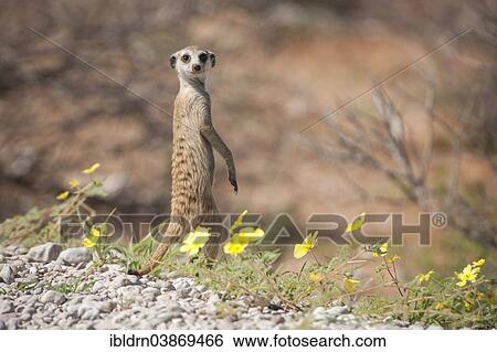 "Meerkat (Suricata suricatta), Kgalagadi Transfrontier Park, Northern Cape, South Africa, Africa" View Large Photo Image Stock Photograph - "Meerkat (Suricata suricatta), Kgalagadi Transfrontier Park, Northern Cape, South Africa, Africa". Fotosearch