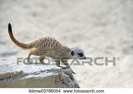 "Meerkat (Suricata suricatta), young, native to Africa, captive, Baden-Wuerttemberg, Germany, Europe" View Large Photo Image Picture - "Meerkat (Suricata suricatta), young, native to Africa, captive, Baden-Wuerttemberg, Germany, Europe". Fotosearch