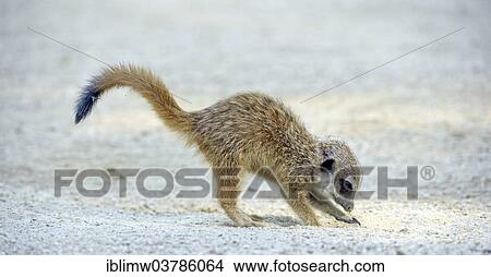 "Meerkat (Suricata suricatta), young, native to Africa, captive, Baden-Wuerttemberg, Germany, Europe" View Large Photo Image Picture - "Meerkat (Suricata suricatta), young, native to Africa, captive, Baden-Wuerttemberg, Germany, Europe". Fotosearch