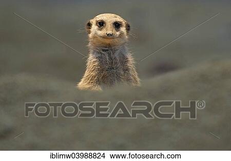 "Meerkat (Suricata suricatta), young, native to Africa, captive" View Large Photo Image Picture - "Meerkat (Suricata suricatta), young, native to Africa, captive". Fotosearch