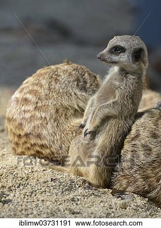 "Meerkat (Suricata suricatta), Young Animal, occurrence Africa, captive, Baden-Wurttemberg, Germany, Europe" View Large Photo Image Stock Image - "Meerkat (Suricata suricatta), Young Animal, occurrence Africa, captive, Baden-Wurttemberg, Germany, Europe". Fotosearch