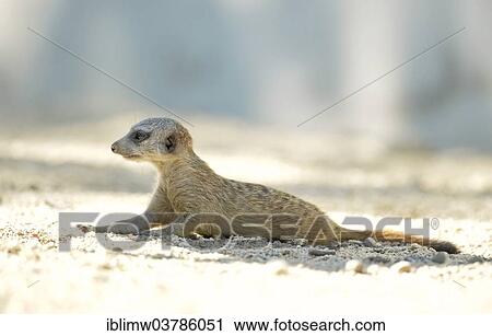 "Meerkat (Suricata suricatta), young, native to Africa, captive, Baden-Wuerttemberg, Germany, Europe" View Large Photo Image Stock Image - "Meerkat (Suricata suricatta), young, native to Africa, captive, Baden-Wuerttemberg, Germany, Europe". Fotosearch