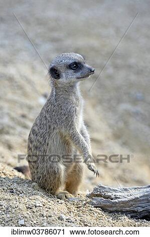 "Meerkat (Suricata suricatta), young, native to Africa, captive, Baden-Wuerttemberg, Germany, Europe" View Large Photo Image Stock Image - "Meerkat (Suricata suricatta), young, native to Africa, captive, Baden-Wuerttemberg, Germany, Europe". Fotosearch