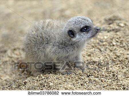 "Meerkat (Suricata suricatta), young, about 3 weeks, native to Africa, captive, Baden-Wuerttemberg, Germany, Europe" View Large Photo Image Stock Image - "Meerkat (Suricata suricatta), young, about 3 weeks, native to Africa, captive, Baden-Wuerttemberg, Germany, Europe". Fotosearch