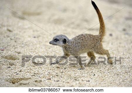 "Meerkat (Suricata suricatta), young, native to Africa, captive, Baden-Wuerttemberg, Germany, Europe" View Large Photo Image Stock Photo - "Meerkat (Suricata suricatta), young, native to Africa, captive, Baden-Wuerttemberg, Germany, Europe". Fotosearch