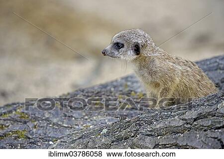 Stock Photo - "Meerkat (Suricata suricatta), young, native to Africa, captive, Baden-Wuerttemberg, Germany, Europe". Fotosearch