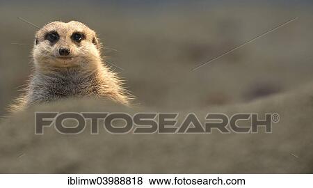 Stock Photo - "Meerkat (Suricata suricatta), young, native to Africa, captive". Fotosearch