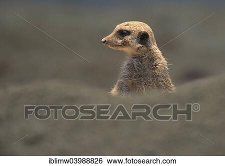 Stock Photograph - "Meerkat (Suricata suricatta), young, native to Africa, captive". Fotosearch