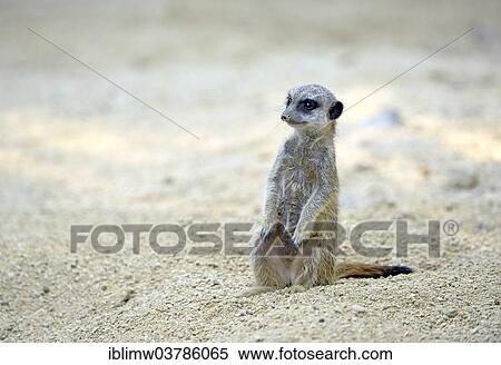 "Meerkat (Suricata suricatta), young, native to Africa, captive, Baden-Wuerttemberg, Germany, Europe" View Large Photo Image Stock Photography - "Meerkat (Suricata suricatta), young, native to Africa, captive, Baden-Wuerttemberg, Germany, Europe". Fotosearch