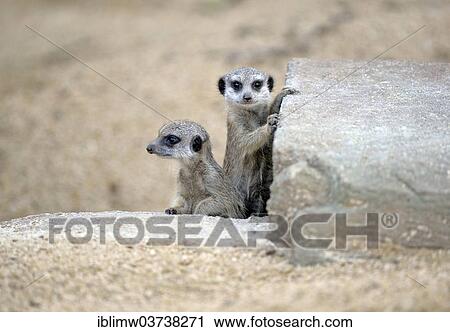"Meerkats or Suricates (Suricata suricatta) pups, native to Africa, captive, Baden-Wurttemberg, Germany, Europe" View Large Photo Image Stock Image - "Meerkats or Suricates (Suricata suricatta) pups, native to Africa, captive, Baden-Wurttemberg, Germany, Europe". Fotosearch