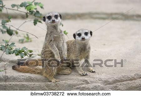Stock Image - "Meerkats or Suricates (Suricata suricatta) pups, native to Africa, captive, Baden-Wurttemberg, Germany, Europe". Fotosearch