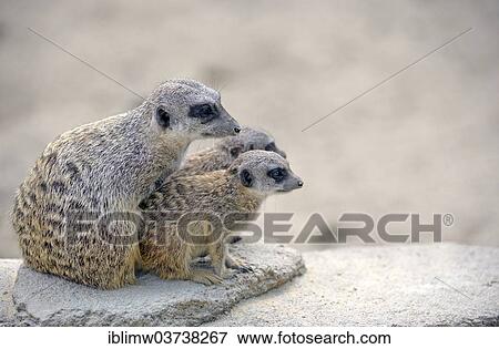 "Meerkats or Suricates (Suricata suricatta) pups and adult animals, native to Africa, captive, Baden-Wurttemberg, Germany, Europe" View Large Photo Image Stock Photo - "Meerkats or Suricates (Suricata suricatta) pups and adult animals, native to Africa, captive, Baden-Wurttemberg, Germany, Europe". Fotosearch