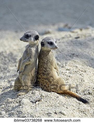 "Meerkats or Suricates (Suricata suricatta) pups, native to Africa, captive, Baden-Wurttemberg, Germany, Europe" View Large Photo Image Stock Photo - "Meerkats or Suricates (Suricata suricatta) pups, native to Africa, captive, Baden-Wurttemberg, Germany, Europe". Fotosearch