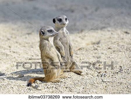 "Meerkats or Suricates (Suricata suricatta) pups, native to Africa, captive, Baden-Wurttemberg, Germany, Europe" View Large Photo Image Stock Photo - "Meerkats or Suricates (Suricata suricatta) pups, native to Africa, captive, Baden-Wurttemberg, Germany, Europe". Fotosearch