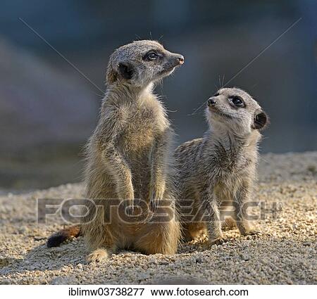 Stock Photo - "Meerkats or Suricates (Suricata suricatta) pups, native to Africa, captive, Baden-Wurttemberg, Germany, Europe". Fotosearch