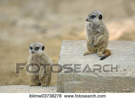 "Meerkats or Suricates (Suricata suricatta) pups, native to Africa, captive, Baden-Wurttemberg, Germany, Europe" View Large Photo Image Stock Photo - "Meerkats or Suricates (Suricata suricatta) pups, native to Africa, captive, Baden-Wurttemberg, Germany, Europe". Fotosearch