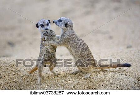 Stock Photo - "Meerkats or Suricates (Suricata suricatta) pups playing, native to Africa, captive, Baden-Wurttemberg, Germany, Europe". Fotosearch