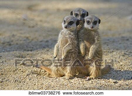 Stock Photograph - "Meerkats or Suricates (Suricata suricatta) pups, native to Africa, captive, Baden-Wurttemberg, Germany, Europe". Fotosearch