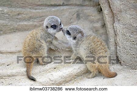 "Meerkats or Suricates (Suricata suricatta) pups, ca. 3 weeks, playing, native to Africa, captive, Baden-Wurttemberg, Germany, Europe" View Large Photo Image Stock Photograph - "Meerkats or Suricates (Suricata suricatta) pups, ca. 3 weeks, playing, native to Africa, captive, Baden-Wurttemberg, Germany, Europe". Fotosearch
