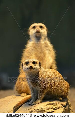 Stock Image - "Meerkats or Surikates (Suricata suricatta), native to Africa, in captivity, Baden-Wuerttemberg, Germany, Europe". Fotosearch