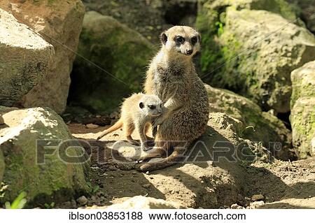 "Meerkats (Suricata suricatta), adult with pup, alert, Germany, Europe" View Large Photo Image Stock Photo - "Meerkats (Suricata suricatta), adult with pup, alert, Germany, Europe". Fotosearch