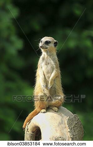 "Meerkats (Suricata suricatta), alert, sitting upright, Germany, Europe" View Large Photo Image Picture - "Meerkats (Suricata suricatta), alert, sitting upright, Germany, Europe". Fotosearch