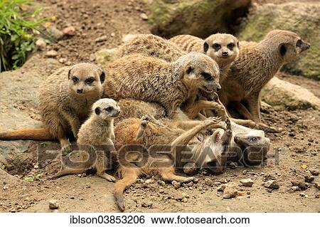 "Meerkats (Suricata suricatta), clan, social behaviour, Germany, Europe" View Large Photo Image Stock Photograph - "Meerkats (Suricata suricatta), clan, social behaviour, Germany, Europe". Fotosearch
