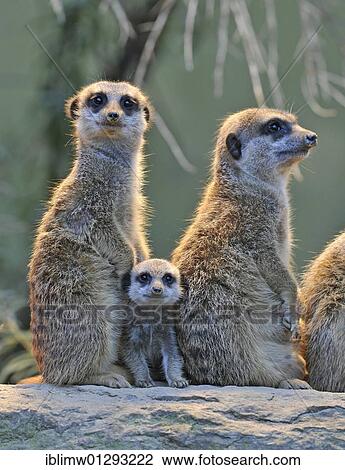 Stock Image - "Meerkats (Suricata Suricatta), family, young animal in between". Fotosearch