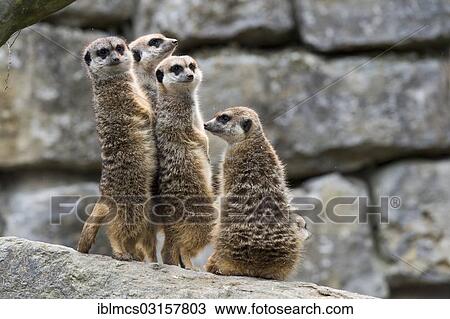 "Meerkats (Suricata suricatta), mob, gang or clan of meerkats, captive, Opel Zoo, Kronberg, Hesse, Germany, Europe" View Large Photo Image Stock Image - "Meerkats (Suricata suricatta), mob, gang or clan of meerkats, captive, Opel Zoo, Kronberg, Hesse, Germany, Europe". Fotosearch