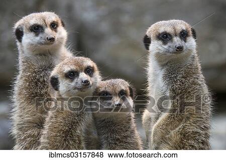 "Meerkats (Suricata suricatta), mob, gang or clan of meerkats, captive, Opel Zoo, Kronberg, Hesse, Germany, Europe" View Large Photo Image Stock Photo - "Meerkats (Suricata suricatta), mob, gang or clan of meerkats, captive, Opel Zoo, Kronberg, Hesse, Germany, Europe". Fotosearch