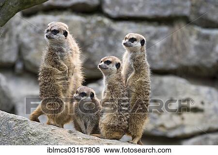 "Meerkats (Suricata suricatta), mob, gang or clan of meerkats, captive, Opel Zoo, Kronberg, Hesse, Germany, Europe" View Large Photo Image Stock Photograph - "Meerkats (Suricata suricatta), mob, gang or clan of meerkats, captive, Opel Zoo, Kronberg, Hesse, Germany, Europe". Fotosearch
