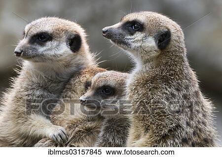 "Meerkats (Suricata suricatta), mob, gang or clan of meerkats, captive, Opel Zoo, Kronberg, Hesse, Germany, Europe" View Large Photo Image Stock Photography - "Meerkats (Suricata suricatta), mob, gang or clan of meerkats, captive, Opel Zoo, Kronberg, Hesse, Germany, Europe". Fotosearch