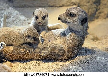 "Meerkats (Suricata suricatta) mother suckling young, native to Africa, captive, Baden-Wuerttemberg, Germany, Europe" View Large Photo Image Picture - "Meerkats (Suricata suricatta) mother suckling young, native to Africa, captive, Baden-Wuerttemberg, Germany, Europe". Fotosearch