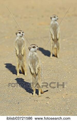 "Meerkats (Suricata suricatta), near Keetmanshoop, Karas Region, Namibia, Africa" View Large Photo Image Stock Photograph - "Meerkats (Suricata suricatta), near Keetmanshoop, Karas Region, Namibia, Africa". Fotosearch
