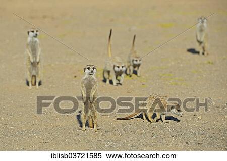 "Meerkats (Suricata suricatta), near Keetmanshoop, Karas Region, Namibia, Africa" View Large Photo Image Stock Photography - "Meerkats (Suricata suricatta), near Keetmanshoop, Karas Region, Namibia, Africa". Fotosearch