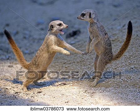 "Meerkats (Suricata suricatta), playing young, scuffling, native to Africa, captive, Baden-Wuerttemberg, Germany, Europe" View Large Photo Image Stock Image - "Meerkats (Suricata suricatta), playing young, scuffling, native to Africa, captive, Baden-Wuerttemberg, Germany, Europe". Fotosearch