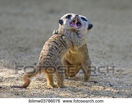 Stock Photograph - "Meerkats (Suricata suricatta), playing young, scuffling, native to Africa, captive, Baden-Wuerttemberg, Germany, Europe". Fotosearch