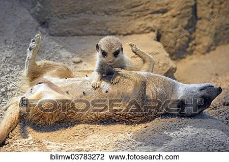 Stock Image - "Meerkats (Suricata suricatta), pup being suckled by its mother, native to Africa, captive, Baden-Wurttemberg, Germany, Europe". Fotosearch