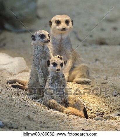 Stock Image - "Meerkats (Suricata suricatta) pups and adult animals, occurrence Africa, captive, Baden-Wuerttemberg, Germany, Europe". Fotosearch