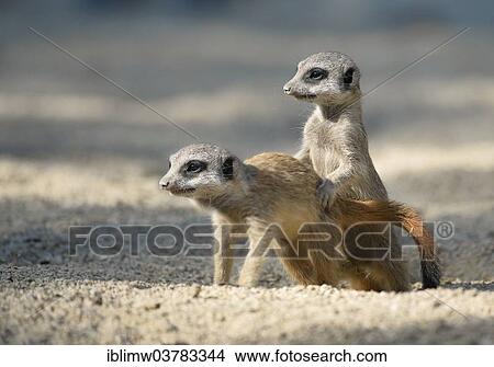 Picture - "Meerkats (Suricata suricatta), pups playing, native to Africa, captive, Baden-Wurttemberg, Germany, Europe". Fotosearch
